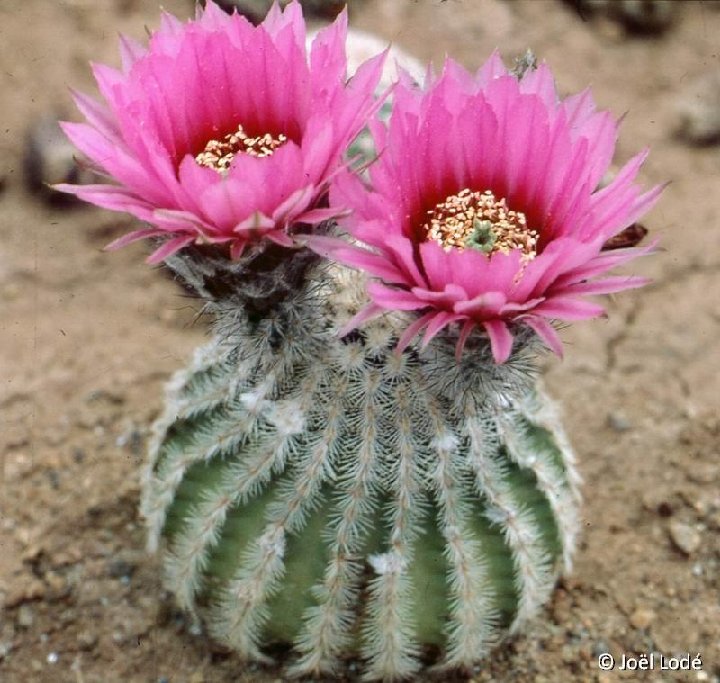 Echinocereus reichenbachii ssp. perbellus ©JLcoll.1238